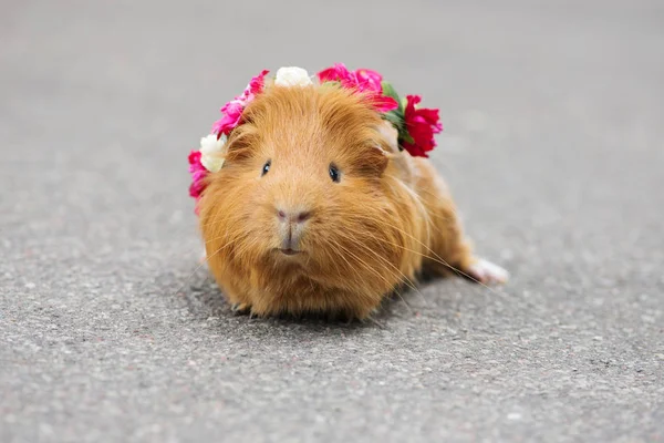 Guniea Pig Posing Flower Crown Outdoors — Stock Photo, Image