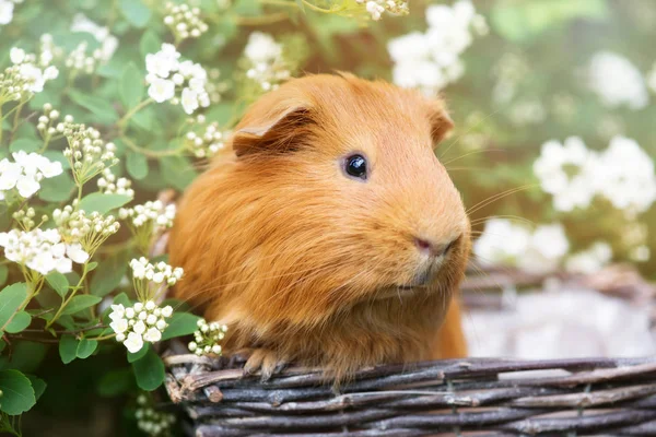 Red Guinea Pig Posing Small Basket Blooming Bush — Stock Photo, Image