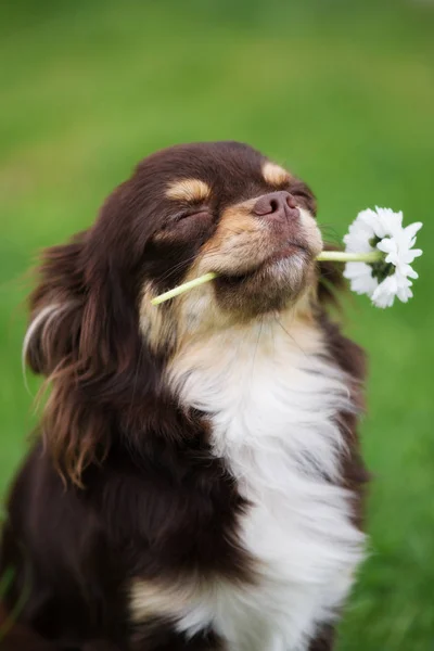 Funny Chihuahua Dog Closed Eyes Holding Little Flower Mouth Looking — Stock Photo, Image
