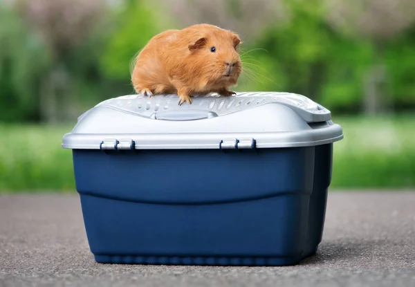 Guinea Pig Posing Small Crate Outdoors — Stock Photo, Image