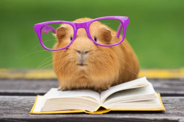 Grappig Cavia Grote Roze Glazen Buiten — Stockfoto