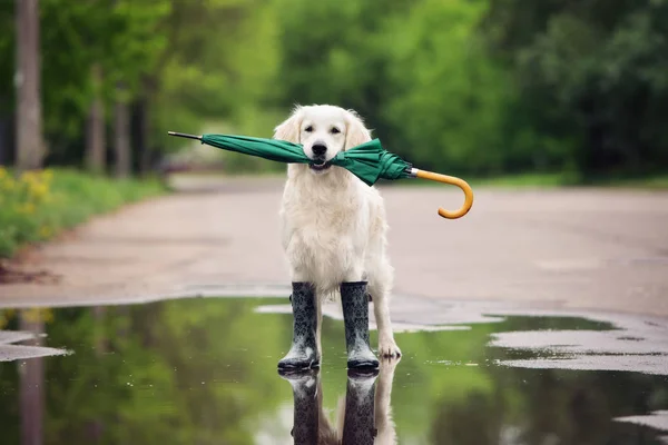 golden retriever dog in rain boots holding an umbrella