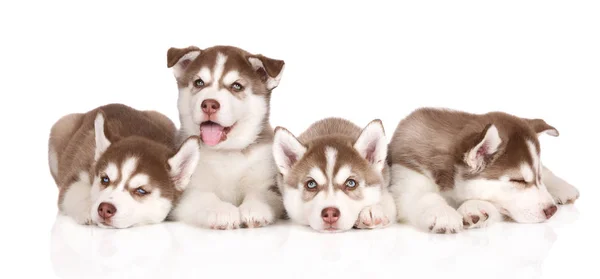Grupo Filhotes Cachorro Husky Siberiano Fundo Branco — Fotografia de Stock