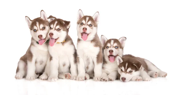 Grupo Filhotes Cachorro Husky Siberiano Fundo Branco — Fotografia de Stock