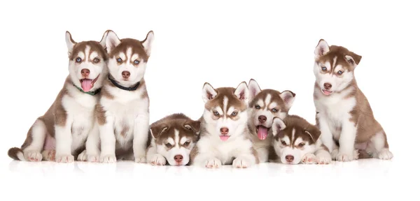 Grupo Filhotes Cachorro Husky Siberiano Fundo Branco — Fotografia de Stock