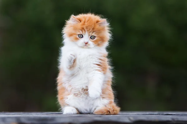 복슬복슬 고양이 — 스톡 사진