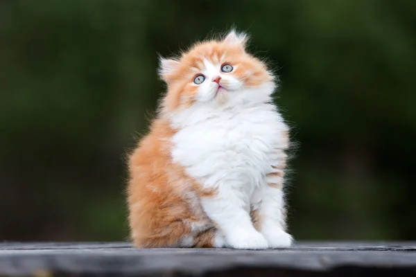 Açık Havada Pofuduk Kırmızı Beyaz Kedi Portresi — Stok fotoğraf