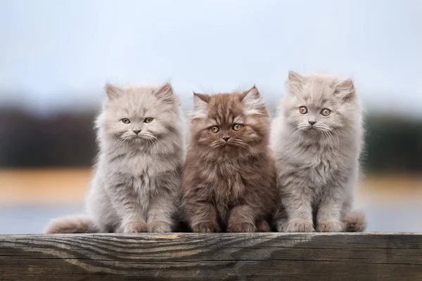 Tres Adorables Gatitos Esponjosos Posando Aire Libre Juntos — Foto de Stock