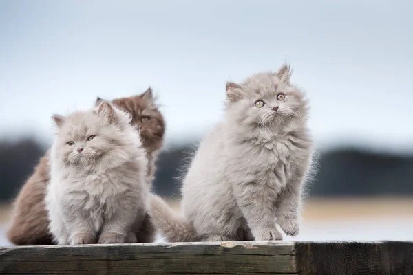 Três Adoráveis Gatinhos Fofos Posando Livre Juntos — Fotografia de Stock