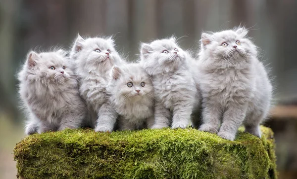 Grupo Gatitos Grises Esponjosos Posando Juntos Bosque — Foto de Stock