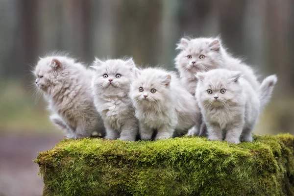 Groupe Chatons Gris Pelucheux Posant Ensemble Dans Forêt — Photo