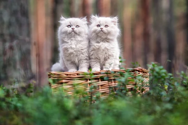 Roztomilá Načechraná Šedá Koťátka Pózující Společně Lese — Stock fotografie