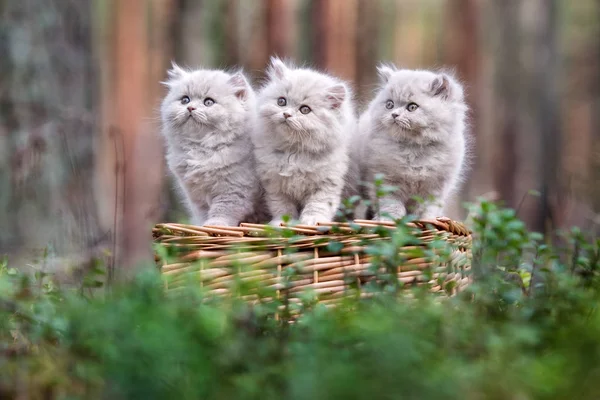 Adorabile Morbidi Gattini Grigi Posa Insieme Nella Foresta — Foto Stock