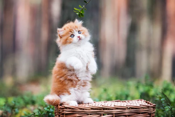 Rozkošné Nadýchané Kotě Pózující Koši Lese — Stock fotografie