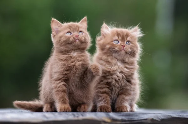 Two Brown Fluffy Kittens Portrait Outdoors — Stock Photo, Image