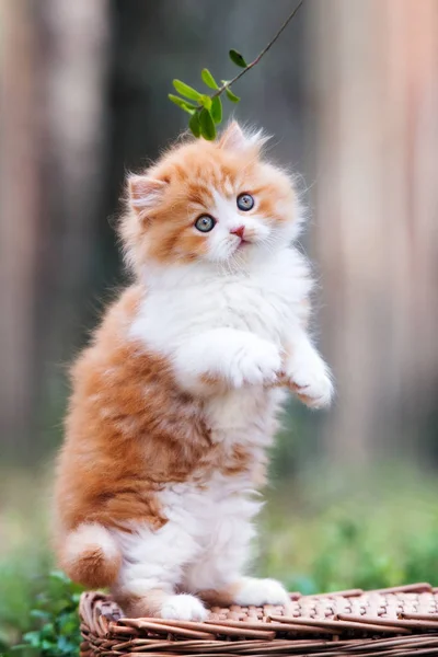 Adorable Peludo Rojo Blanco Gatito Posando Bosque — Foto de Stock