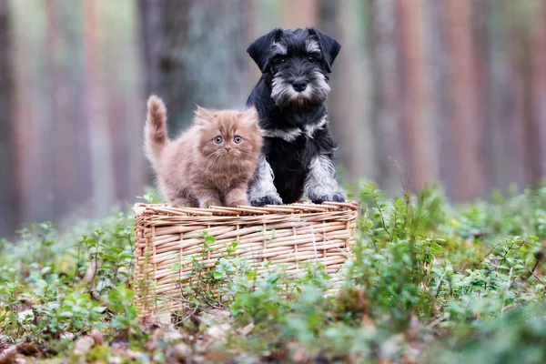 Gatinho Fofo Filhote Posando Juntos Floresta — Fotografia de Stock