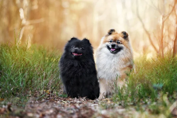 Dois Pomeranian Spitz Cães Posando Juntos Livre — Fotografia de Stock