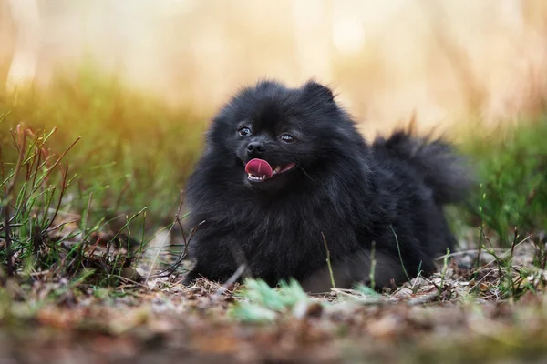 Dışarıda Pomeranya Sosisli Poz Veren Sevimli Pomeranya Köpeği — Stok fotoğraf