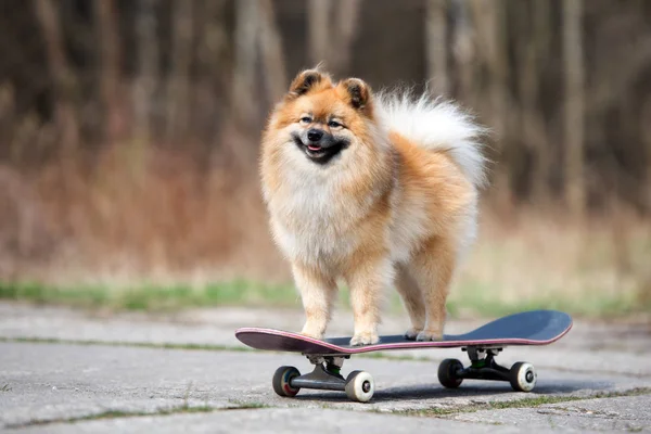 pomeranian spitz dog posing on a skateboard