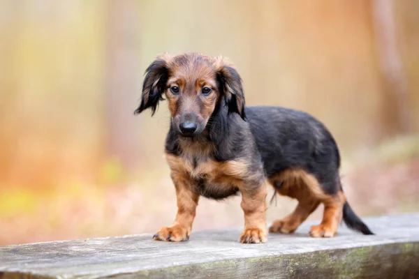 Αξιολάτρευτο Πορτρέτο Dachshund Κουτάβι Εξωτερικούς Χώρους Φθινόπωρο — Φωτογραφία Αρχείου