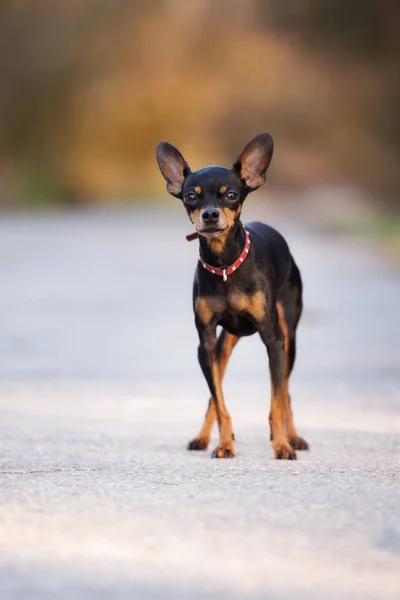 Miniatuur Russisch Speelgoed Hond Poseren Buiten — Stockfoto