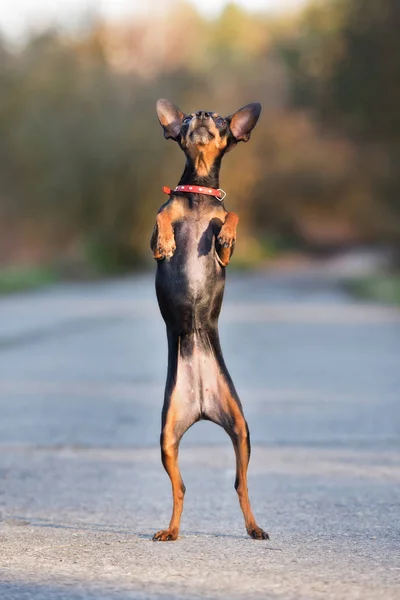Grappig Miniatuur Hond Bedelen Buiten — Stockfoto