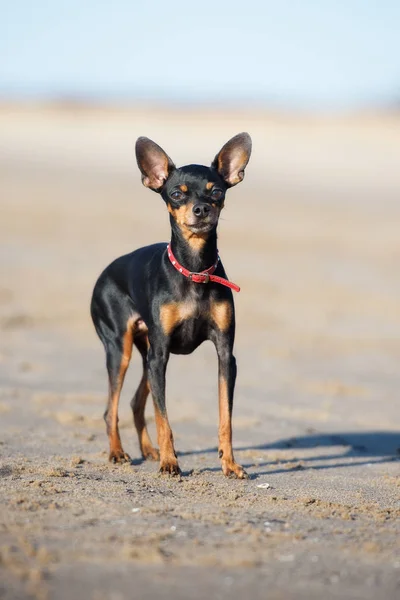Miniatyr Svart Hund Poserar Strand — Stockfoto