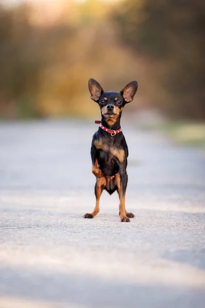 Miniatuur Zwarte Hond Portret Buiten Herfst — Stockfoto