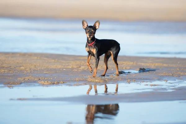 Miniaturní Černý Pes Pózující Pláži — Stock fotografie