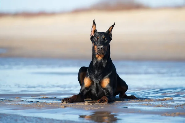 Vacker Dobermann Hund Poserar Strand — Stockfoto