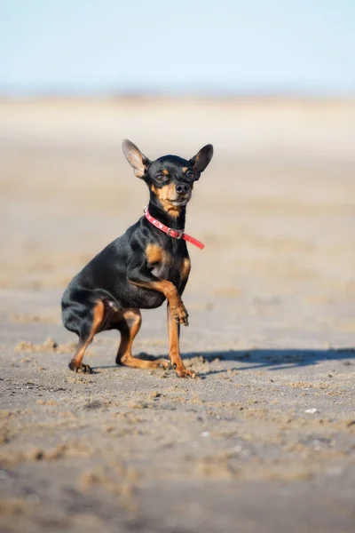 Miniatyr Svart Hund Strand — Stockfoto