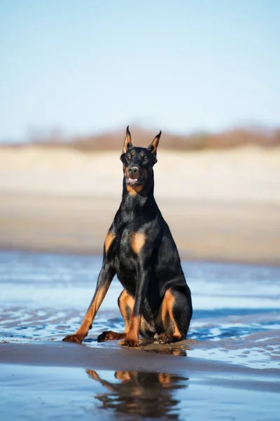 美しいドーバーマン犬がビーチでポーズをとって — ストック写真