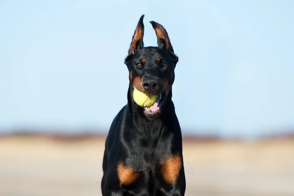 Beautiful Dobermann Dog Posing Beach — Stock Photo, Image