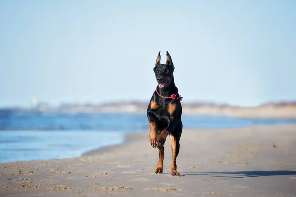 Μαύρο Σκυλί Dobermann Τρέχει Μια Παραλία — Φωτογραφία Αρχείου