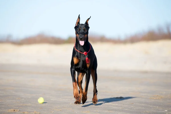 美しいドーバーマン犬がビーチでポーズをとって — ストック写真