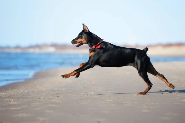 Siyah Dobermann Köpeği Sahilde Koşuyor — Stok fotoğraf