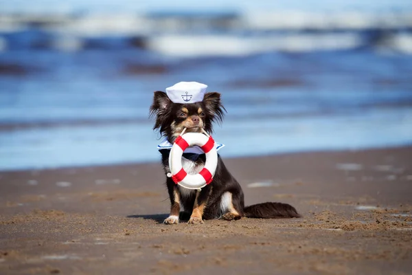 Cane Chihuahua Con Cappello Marinaio Con Boa Salvataggio Bocca — Foto Stock