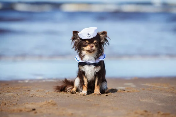 funny chihuahua dog dressed as a sailor posing on a beach