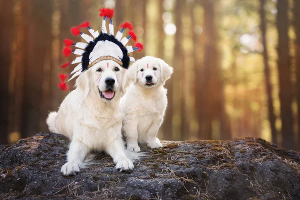 Golden Retriever Warbonnet Cachorro Posando Floresta — Fotografia de Stock