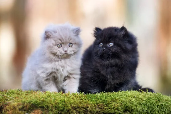 Two Fluffy Kittens Posing Outdoors Sunlight — Stock Photo, Image