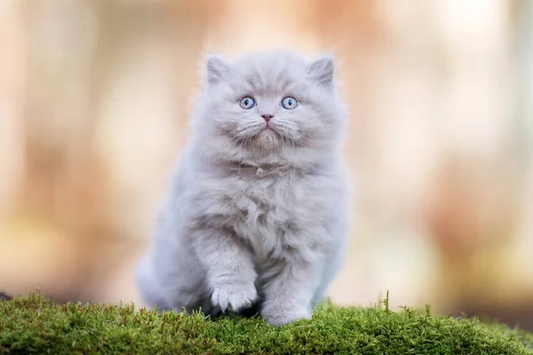 Adorable Peludo Gatito Posando Aire Libre — Foto de Stock