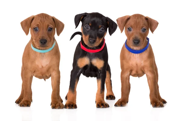 Tres Cachorros Pinscher Posando Sobre Fondo Blanco — Foto de Stock
