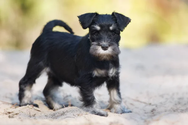 Chiot Schnauzer Miniature Noir Posant Extérieur — Photo