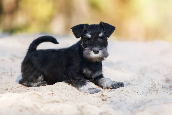 Black Miniature Schnauzer Puppy Posing Outdoors — Stock Photo, Image