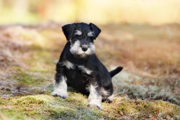 Black Miniature Schnauzer Puppy Posing Outdoors — Stock Photo, Image