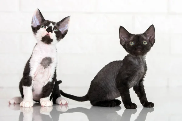 Beautiful Devon Rex Kittens Indoors — Stock Photo, Image