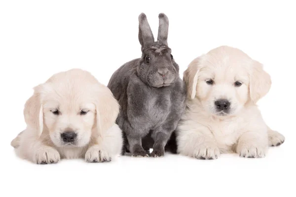 白い背景にウサギを寝そべっている2匹の黄金のレトリバー子犬 — ストック写真