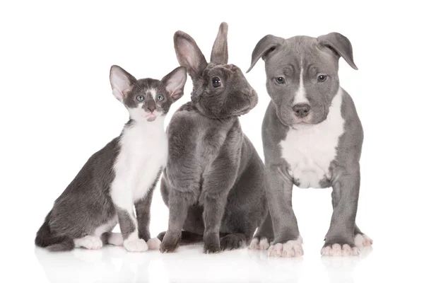 Cachorro Cinza Gatinho Posando Com Coelho Fundo Branco — Fotografia de Stock