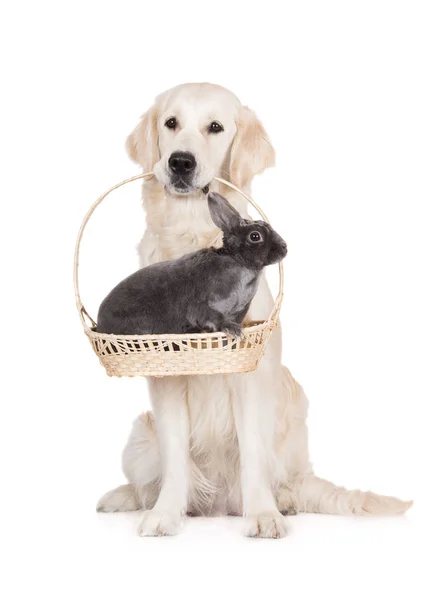 Golden Retriever Cão Segurando Uma Cesta Com Coelho Cinza Nele — Fotografia de Stock